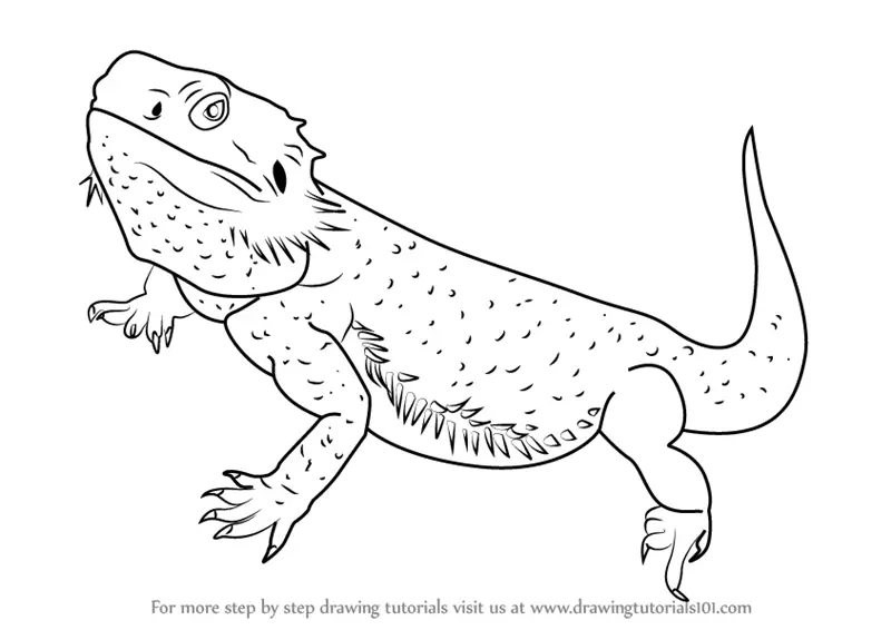 Learn How to Draw a Bearded Dragon (Lizards) Step by Step : Drawing ...