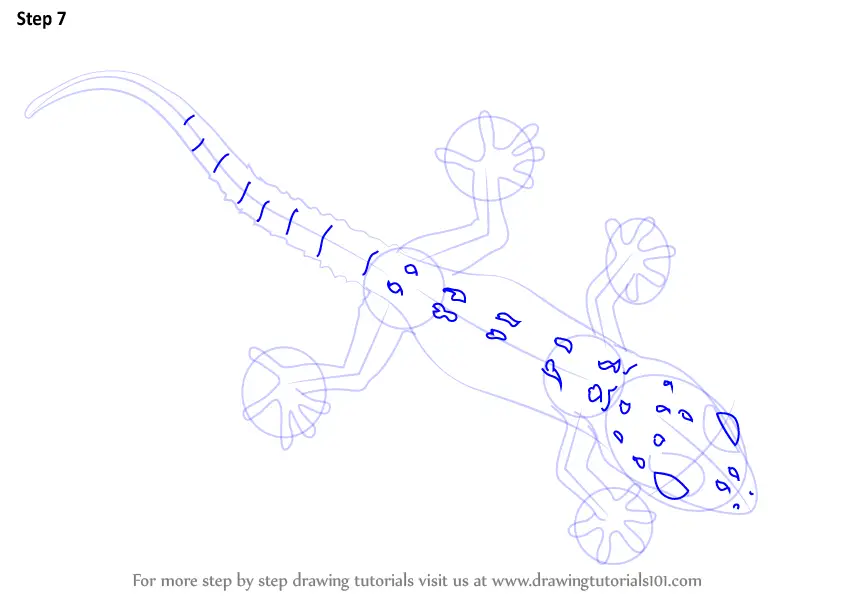 Learn How to Draw a Gecko (Lizards) Step by Step Drawing Tutorials