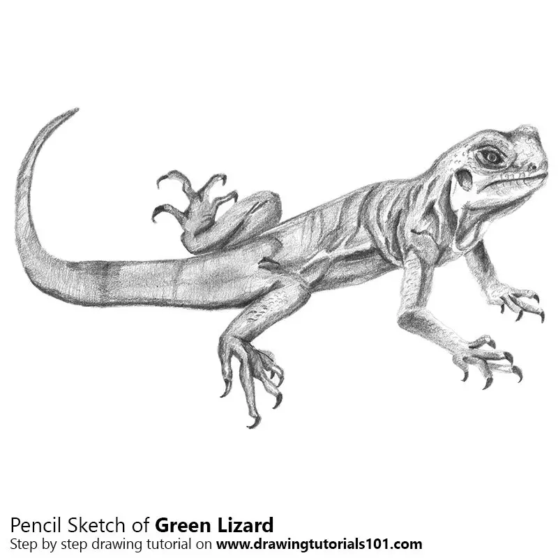 Realistic Lizard Drawing