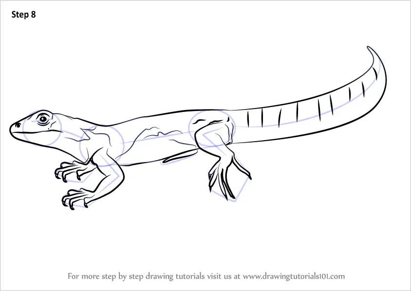 iguana drawing for kids