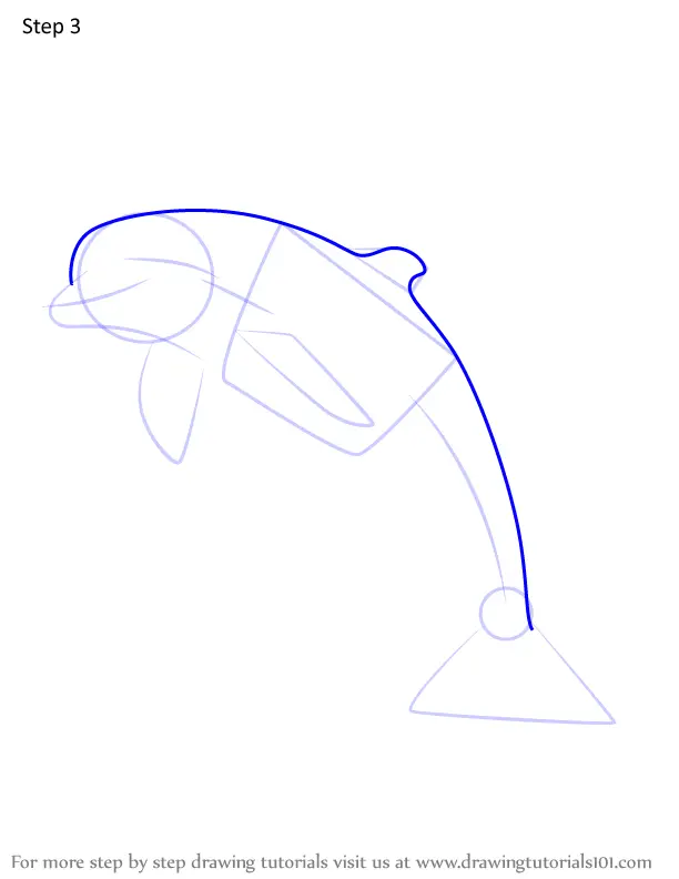 How to Draw a Bottlenose dolphin (Marine Mammals) Step by Step ...