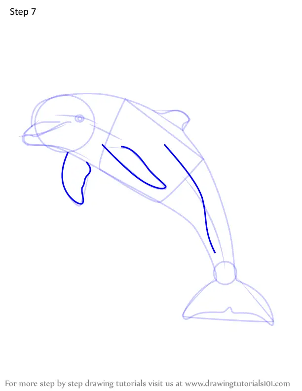 How to Draw a Bottlenose dolphin (Marine Mammals) Step by Step ...