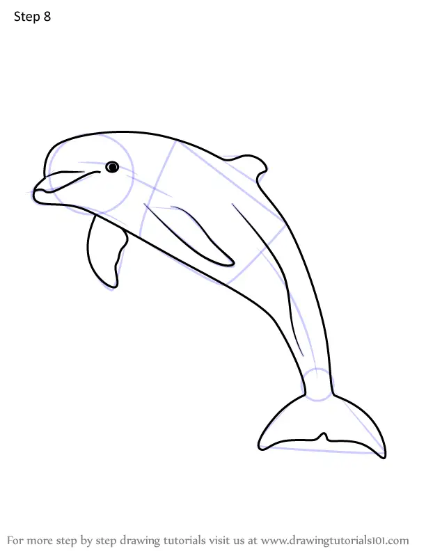 How to Draw a Bottlenose dolphin (Marine Mammals) Step by Step