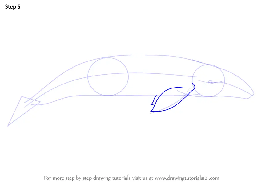 to step draw dolphin step how by Step by Whale a (Marine Draw How to Mammals) Gray Learn