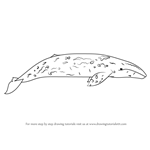 How to Draw a Gray Whale