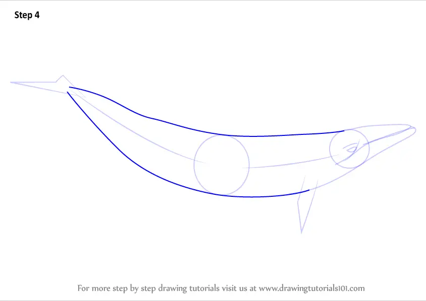 How to Draw a Minke Whale (Marine Mammals) Step by Step ...