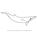 How to Draw a Minke Whale