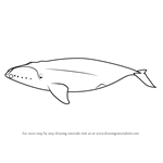 How to Draw a North Pacific Right Whale