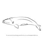 How to Draw a Right Whale