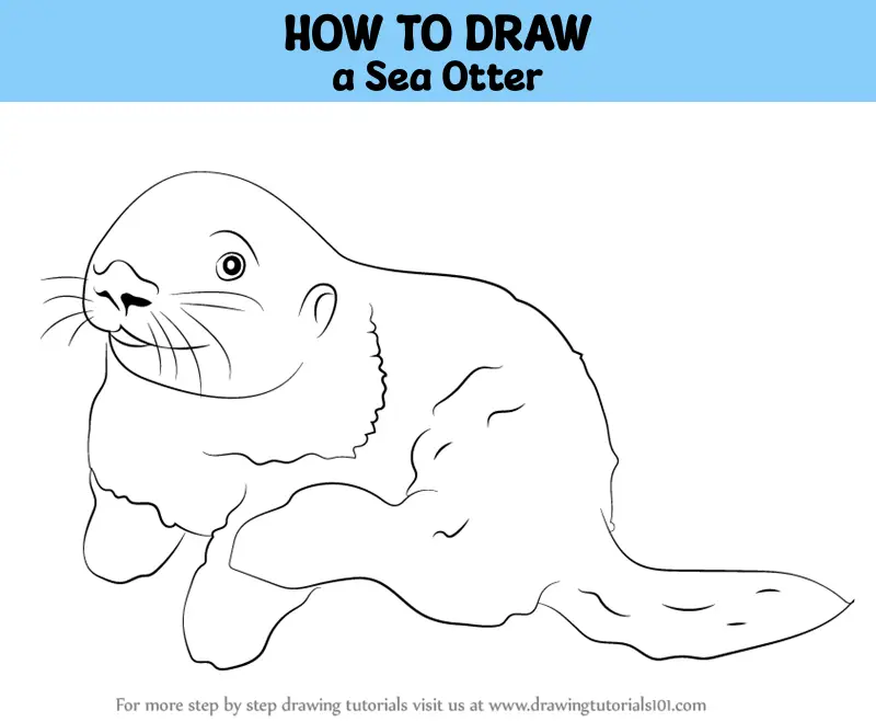 How to Draw a Sea Otter (Marine Mammals) Step by Step