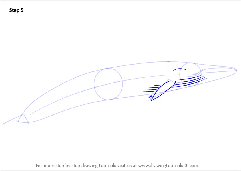 How to Draw a Sei Whale (Marine Mammals) Step by Step ...