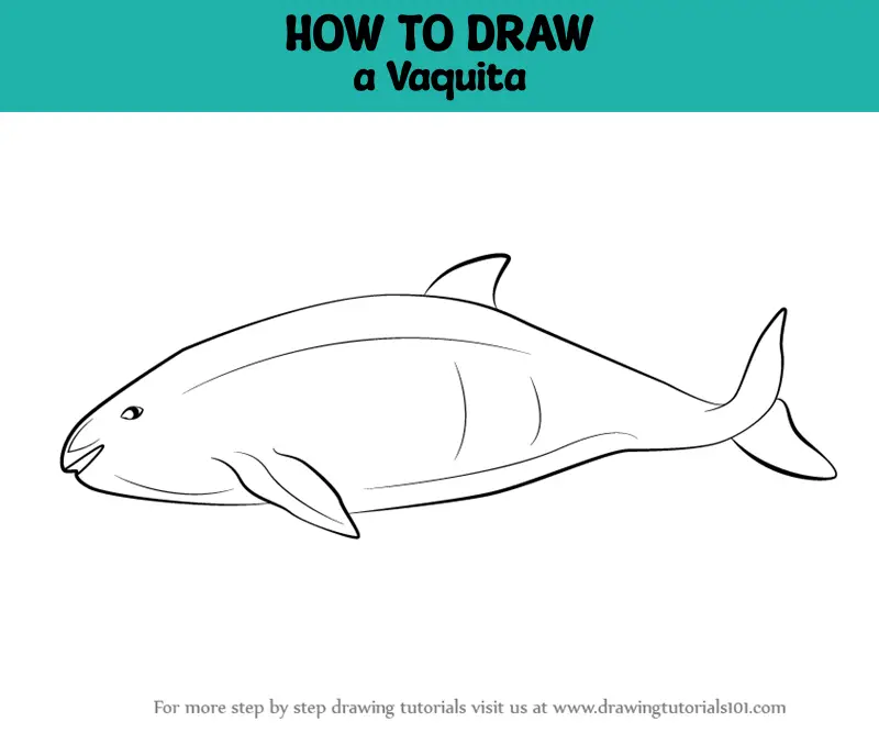 How to Draw a Vaquita (Marine Mammals) Step by Step ...