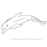 How to Draw Winter the Dolphin