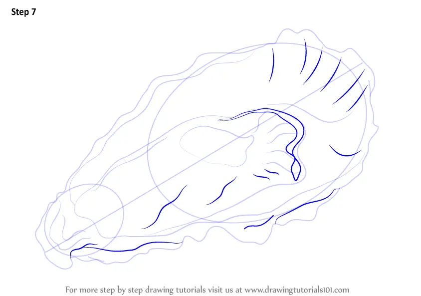 Learn How to Draw an Oyster (Mollusks) Step by Step Drawing Tutorials