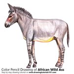 How to Draw an African Wild Ass
