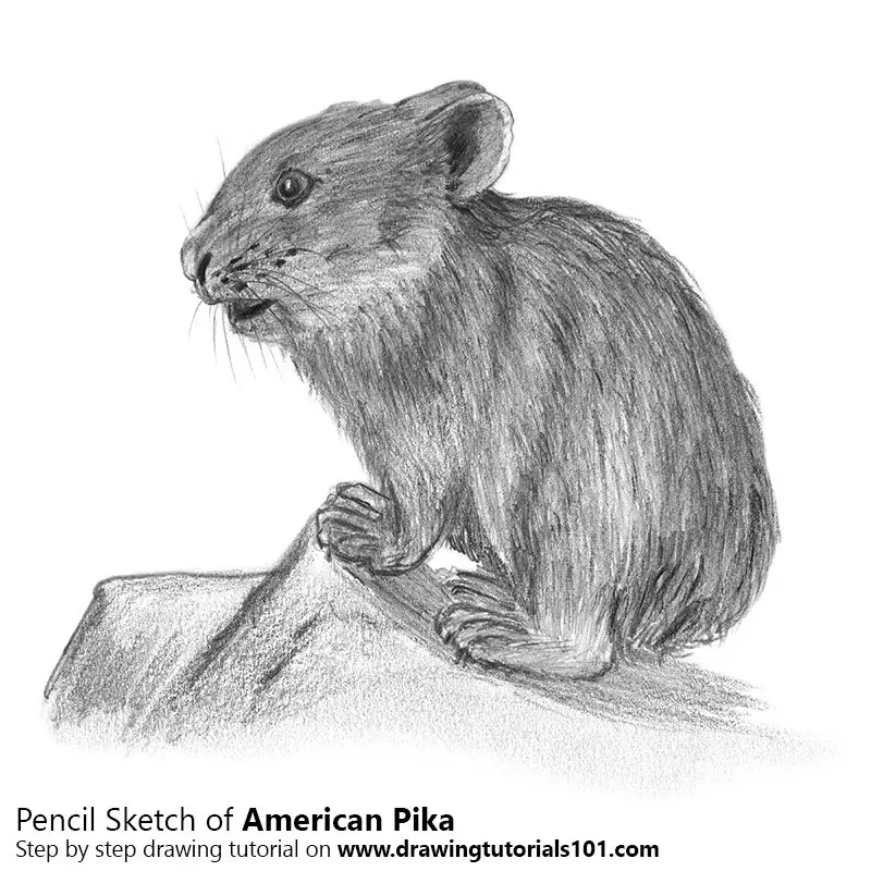 American pika Pencil Drawing How to Sketch American pika using