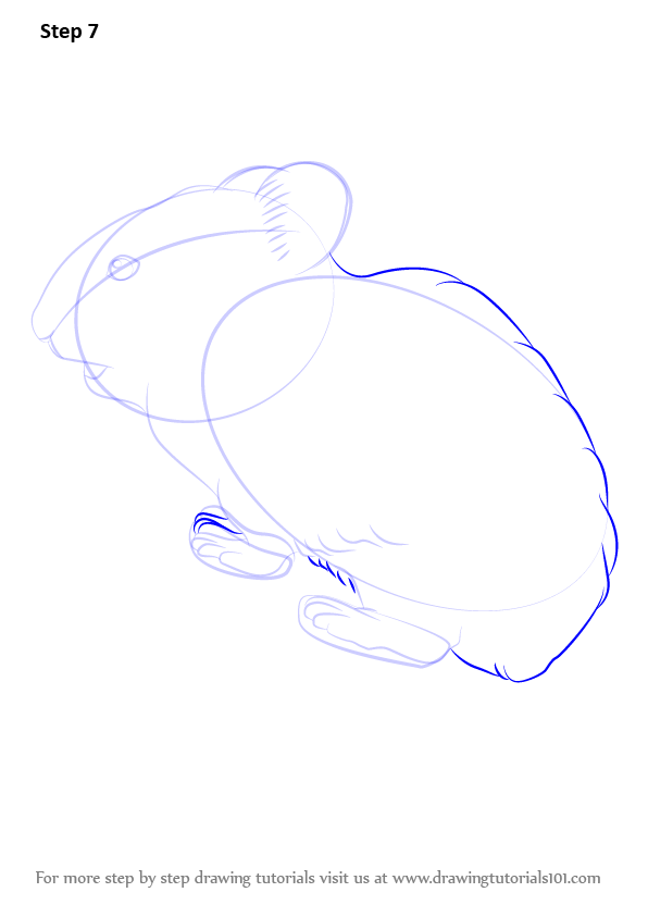 How To Draw An American Pika Other Animals Step By Step