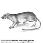 How to Draw an Arboreal Soft-furred Spiny-rat