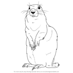 How to Draw an Arctic Ground Squirrel