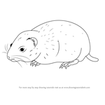 How to Draw an Arctic Lemming