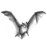 Big Brown Bat Pencil Sketch