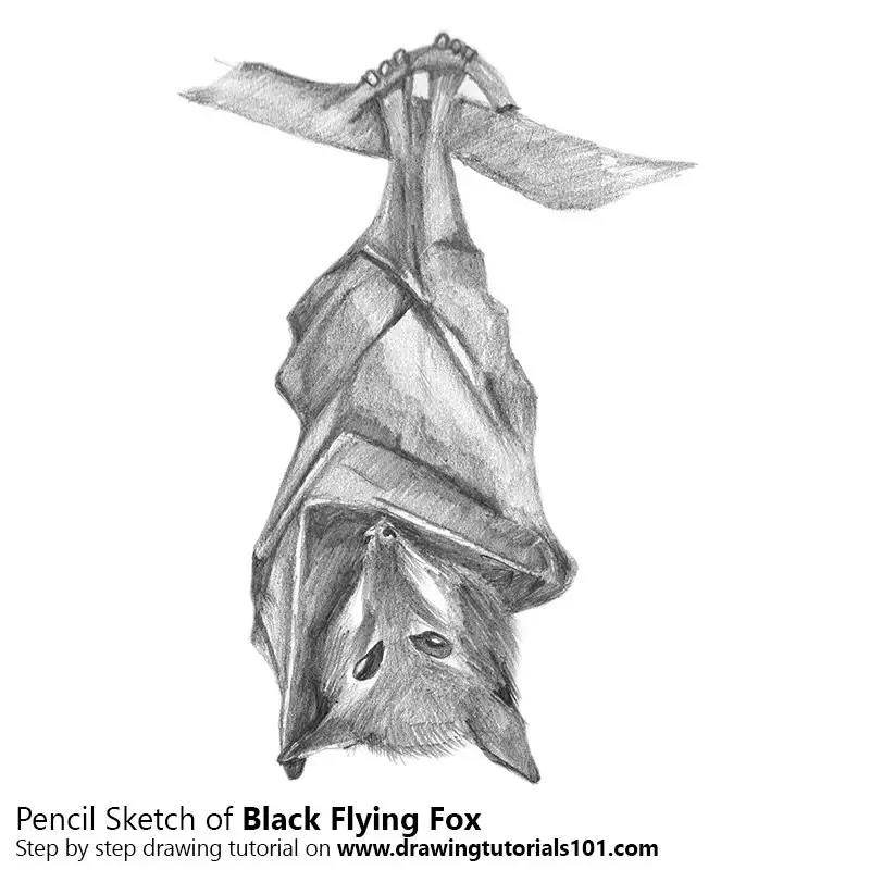 Pencil Sketch of Black Flying Fox - Pencil Drawing