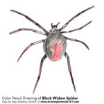 How to Draw a Widow Spider