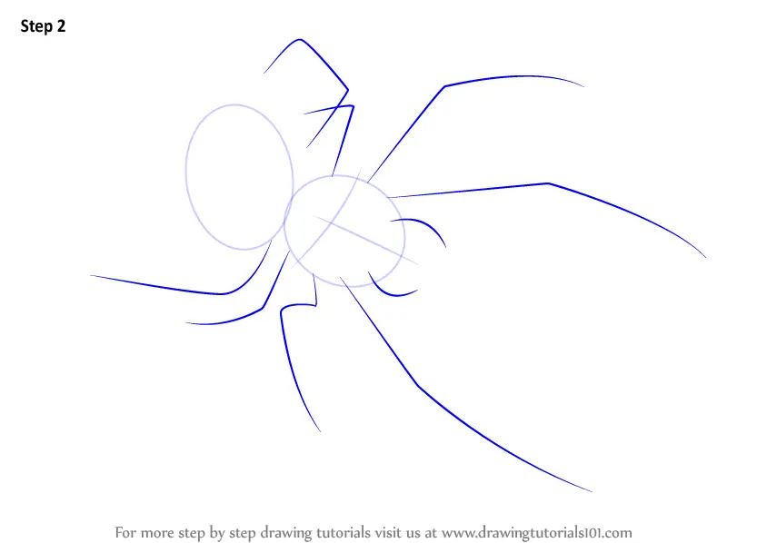 Step by Step How to Draw a Bolas Spider : DrawingTutorials101.com