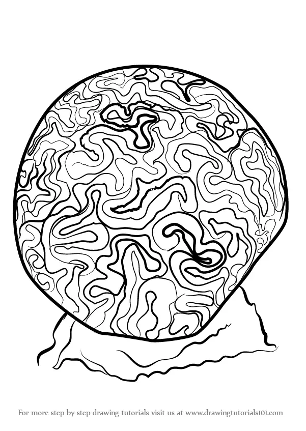 brain line drawing top