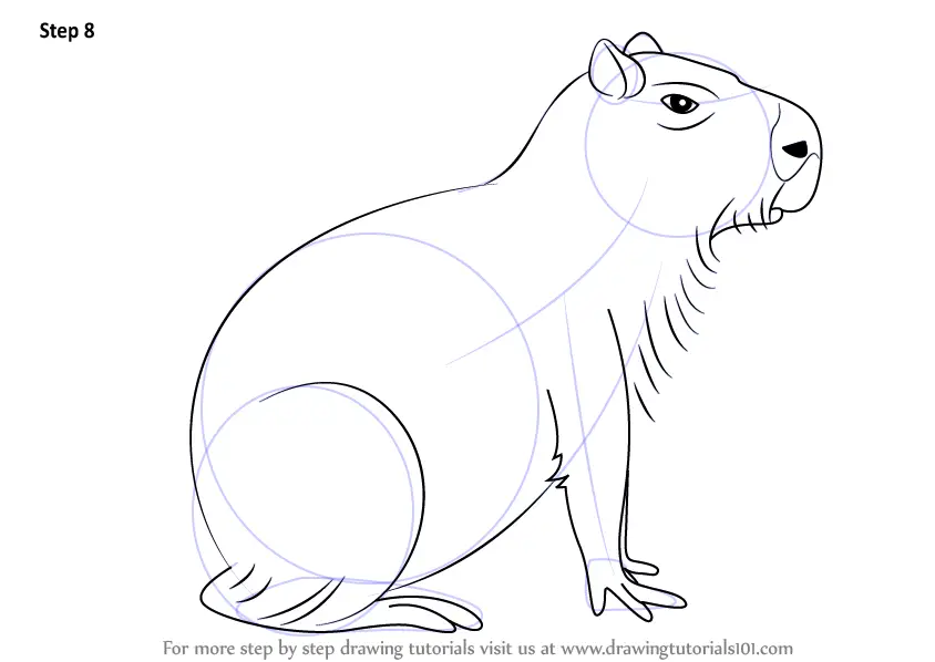 Learn How to Draw a Capybara (Other Animals) Step by Step : Drawing