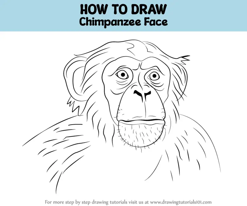 Chimpanzee Drawing Easy