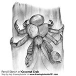 How to Draw a Coconut Crab