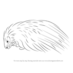 How to Draw a Crested Porcupine
