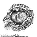 How to Draw Crocodile Eyes