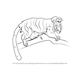 How to Draw an Emperor Tamarin