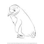 How to Draw a Fairy Penguin