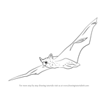 How to Draw an Indiana Bat