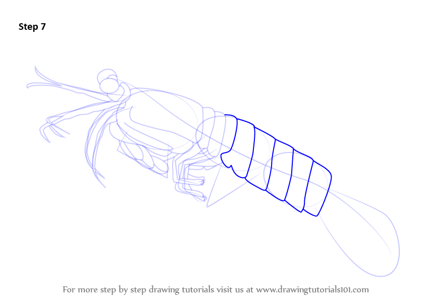 Learn How to Draw a Killer Shrimp (Other Animals) Step by Step