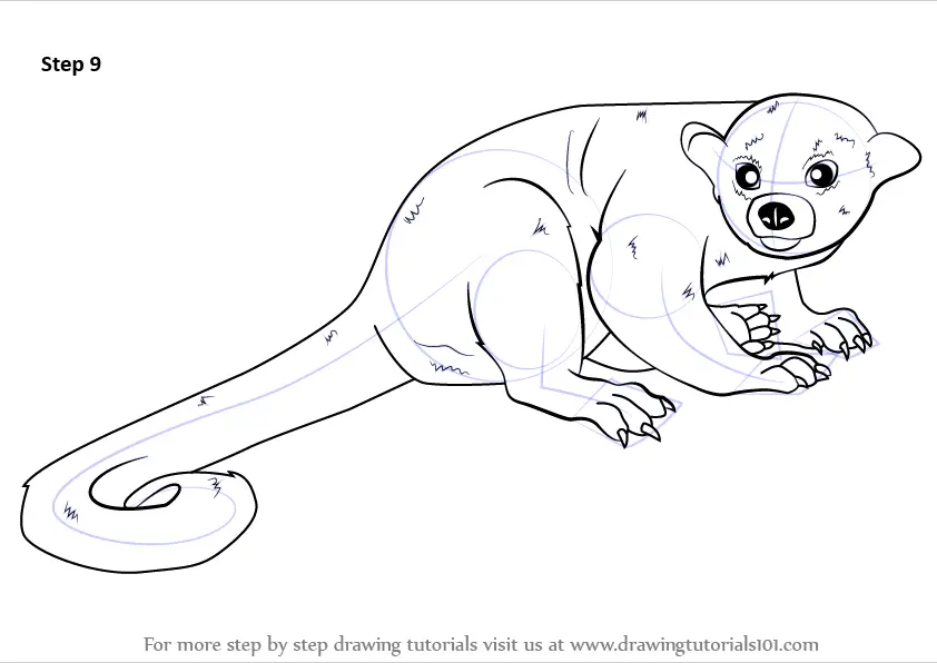 Learn How to Draw a Kinkajou (Other Animals) Step by Step : Drawing