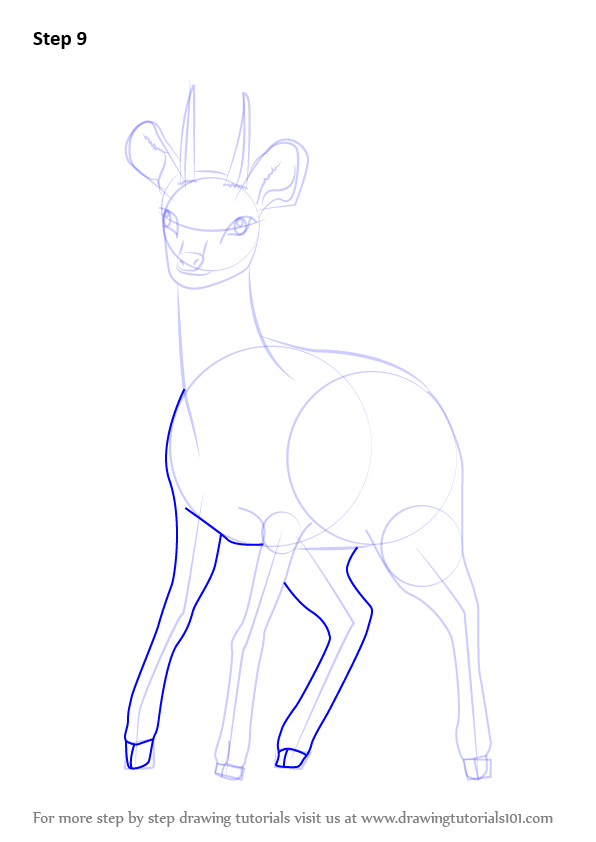 How to Draw a Klipspringer (Other Animals) Step by Step ...