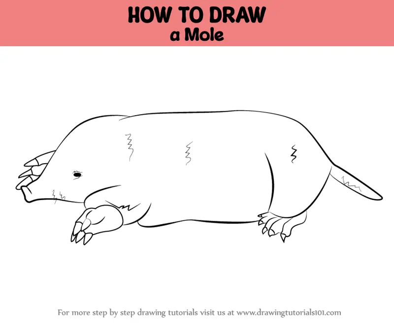 How to Draw a Mole (Other Animals) Step by Step