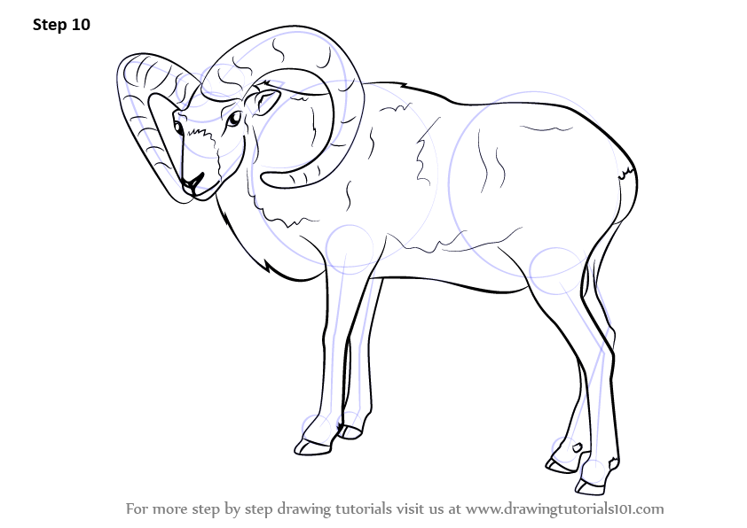 Learn How to Draw a Mouflon (Other Animals) Step by Step : Drawing ...