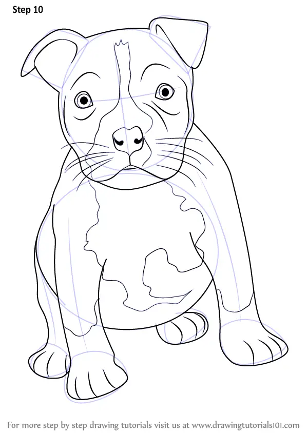 how to draw a pitbull face easy