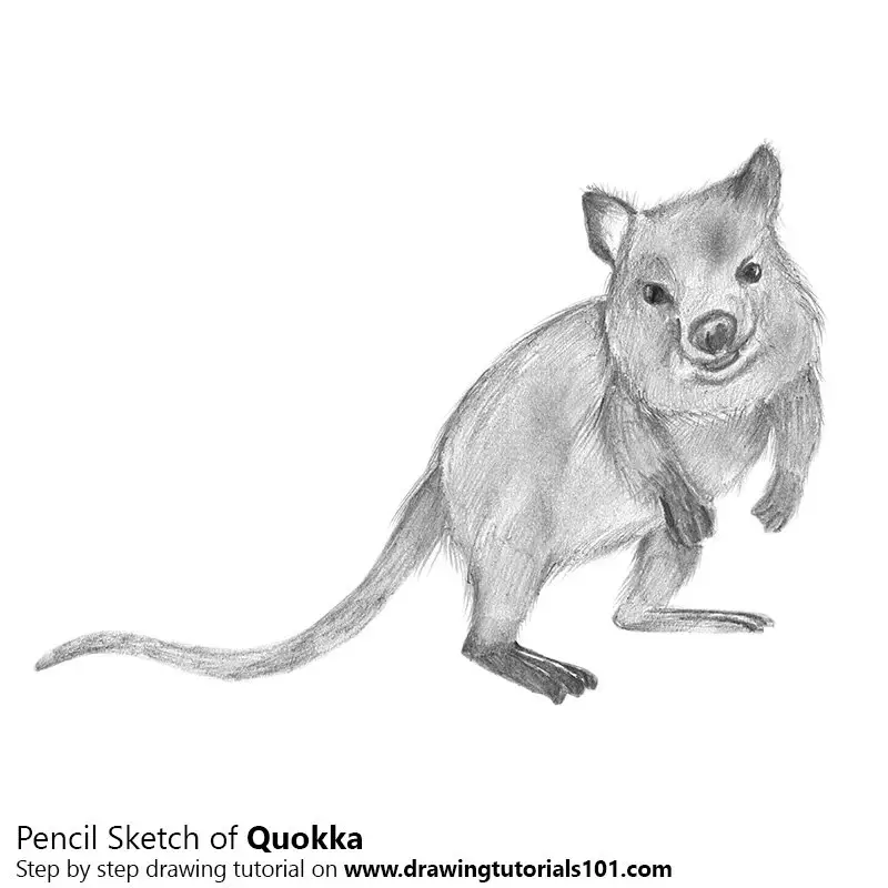 Pencil Sketch of Quokka - Pencil Drawing
