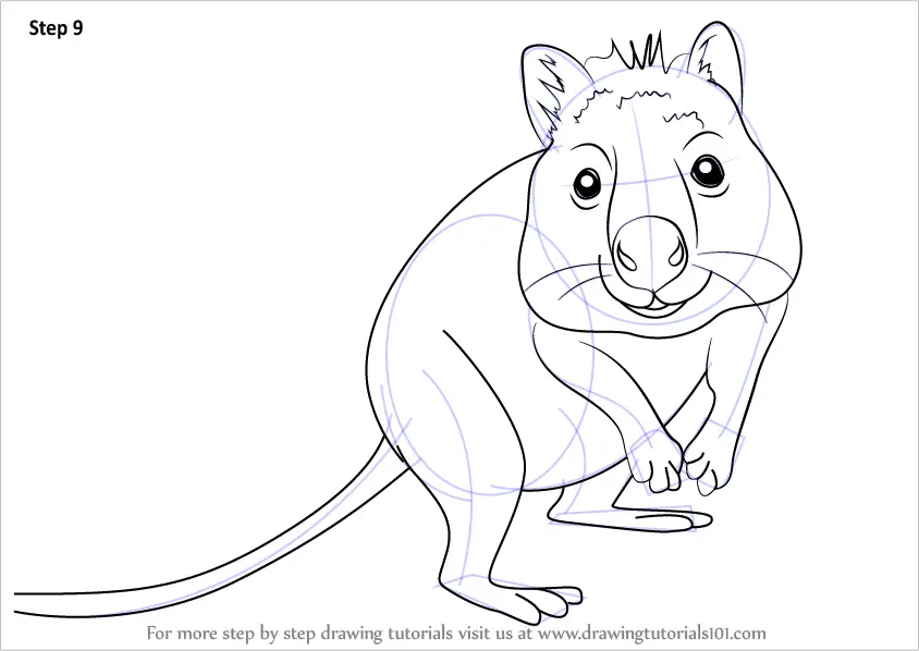 Learn How to Draw a Quokka (Other Animals) Step by Step : Drawing Tutorials