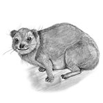 How to Draw a Rock Hyrax
