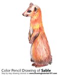 How to Draw a Sable