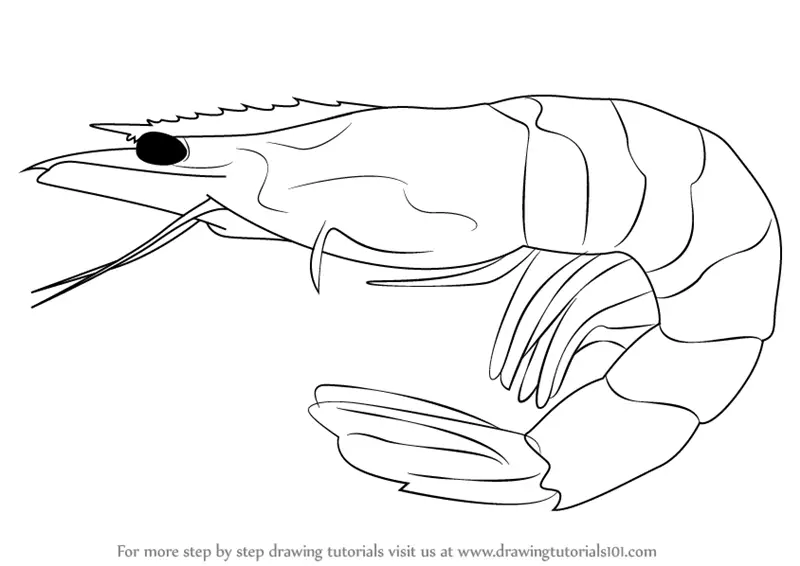 How to Draw a Shrimp (Other Animals) Step by Step