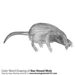 How to Draw a Star-Nosed Mole