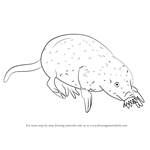 How to Draw a Star-Nosed Mole